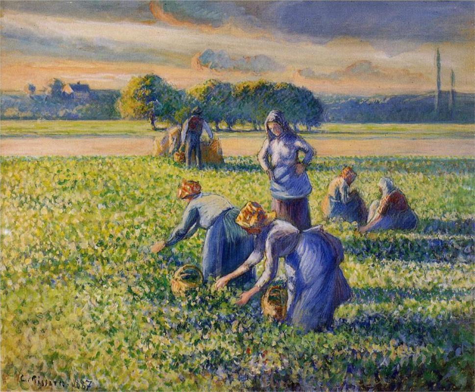 Picking Peas - Camille Pissarro Paintings